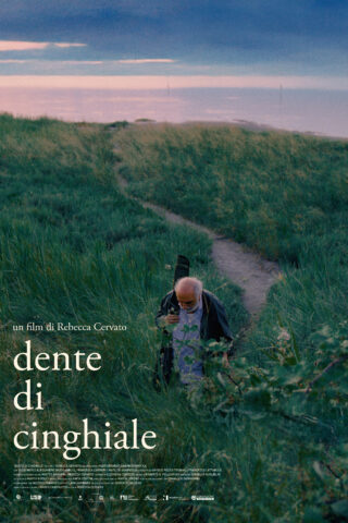 Dente di cinghiale